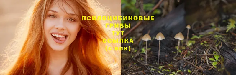 omg маркетплейс  Кандалакша  Псилоцибиновые грибы Psilocybine cubensis 